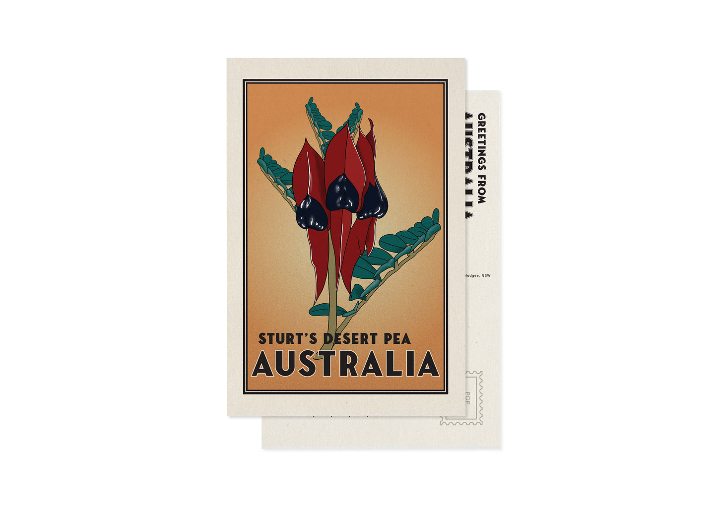 STURTS DESERT PEA POSTCARD
